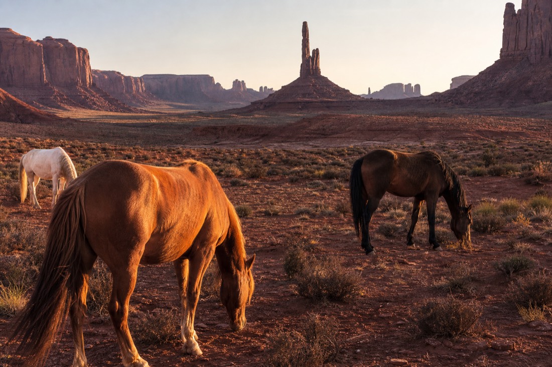Riderless horses on the red valley floor with the Totem Pole spire in the distance